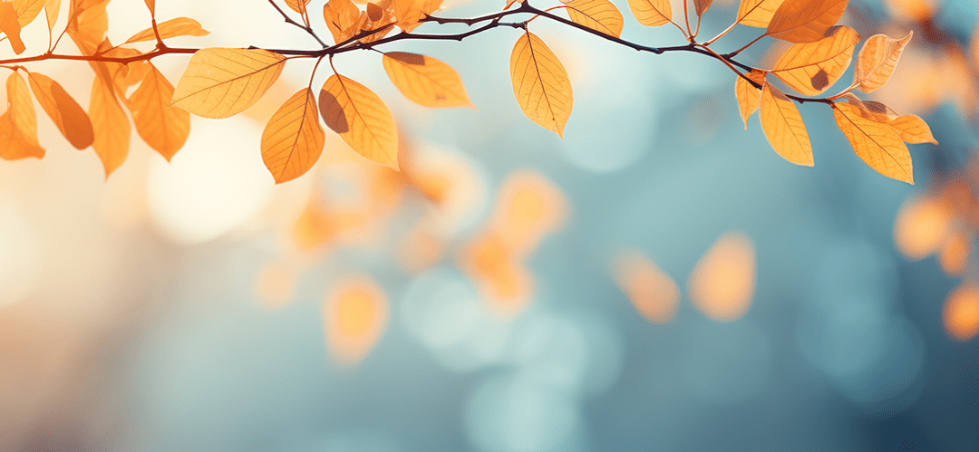 Sylvie Demers avocate. Aînés et protection des personnes vulnérables