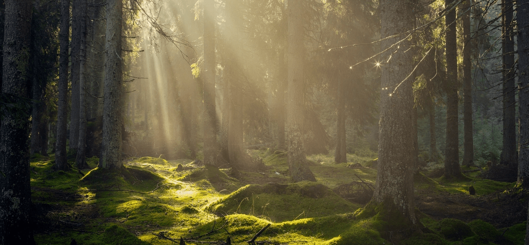 Services en matière de successions. Les cas litigieux et non litigieux.